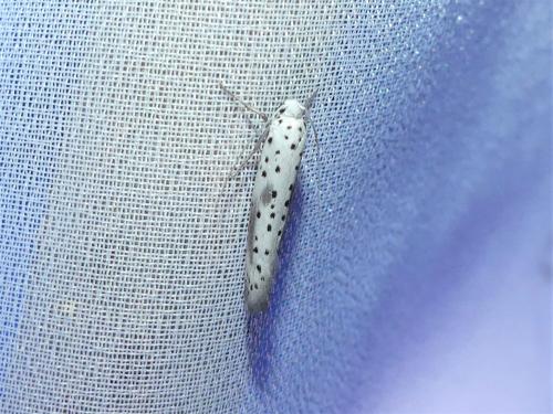 Réf. 325 550 : Yponomeuta irrorella